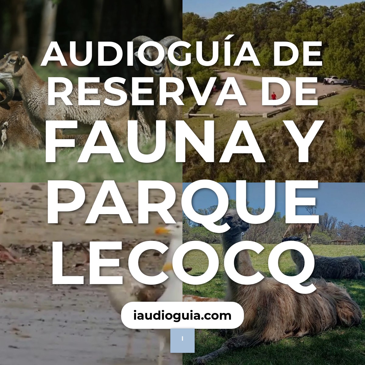Audioguía de Reserva Fauna Parque Lecocq