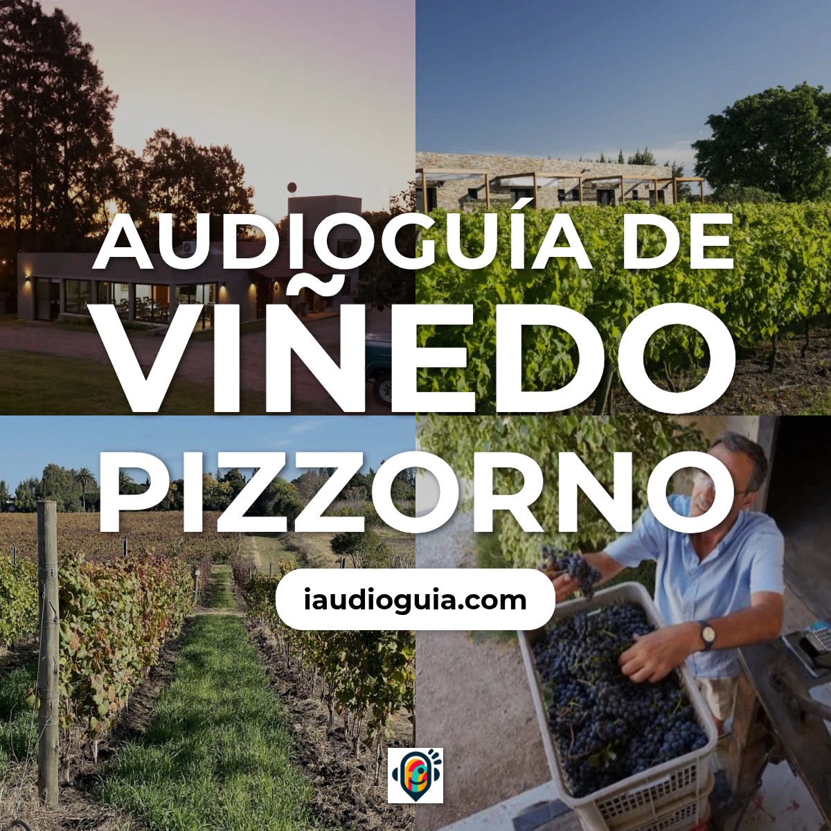 Audioguía de Vinedo Pizzorno