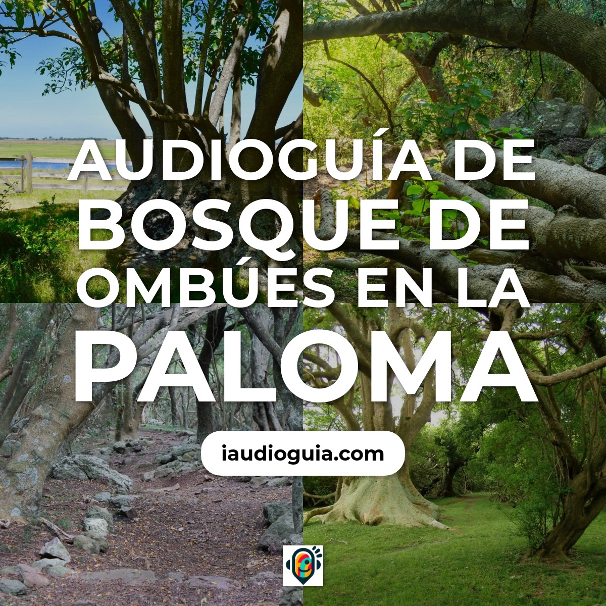 Audioguía de Bosque Ombues