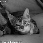 Hassan Weissnat Profile Picture