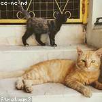 Rosalinda Nicolas Profile Picture