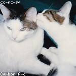 Courtney Swift Profile Picture