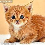 Theo Beahan Profile Picture