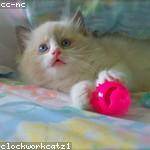 Rasheed Renner Profile Picture