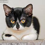 Dora Mosciski Profile Picture