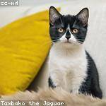 Ole Koch Profile Picture