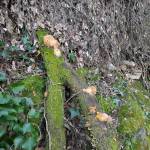 carreterin Profile Picture