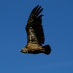 Joangm Nous Horitzons Profile Picture