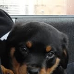 Ra Adt Profile Picture