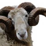 Javier Esparza Abalde Profile Picture