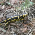 Albert MP Profile Picture