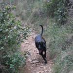 Martí Torelló Profile Picture