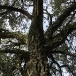 Guille's Farm Profile Picture