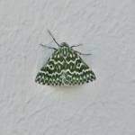 HayaPurpurea Profile Picture