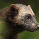 palonius15 Profile Picture