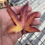 Hector Cuartero Profile Picture