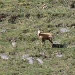 Bucardo Bujaruelo Profile Picture