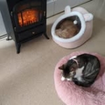 Vicent Roca Profile Picture