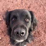 Diego Stradale Profile Picture