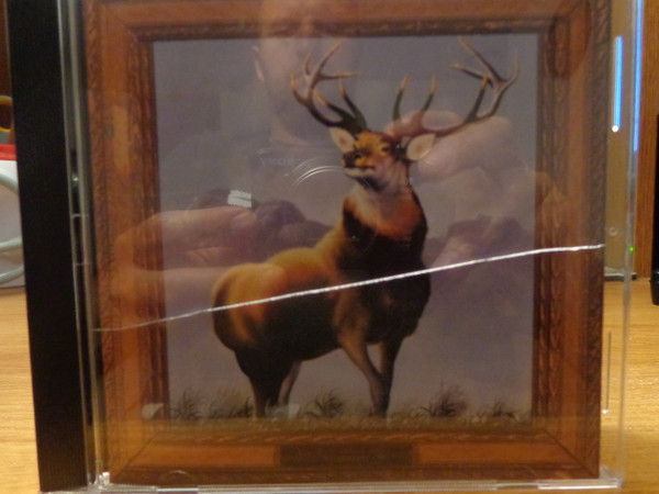 12 point buck