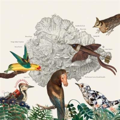 Birds Of Marsville