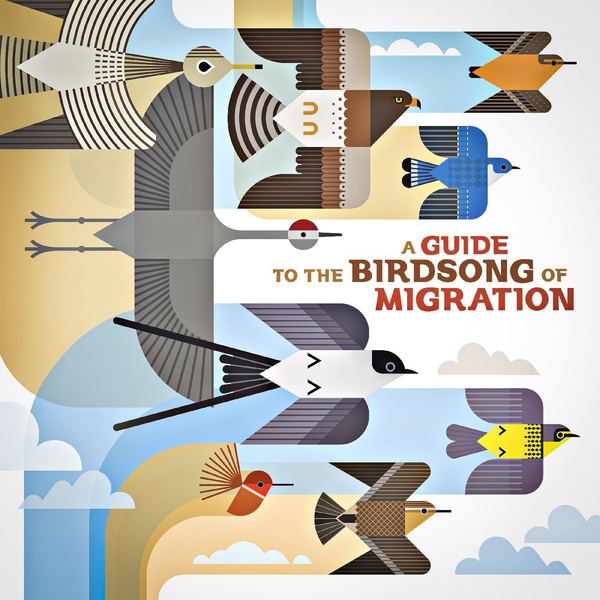 A Guide To The Birdson Of Migration