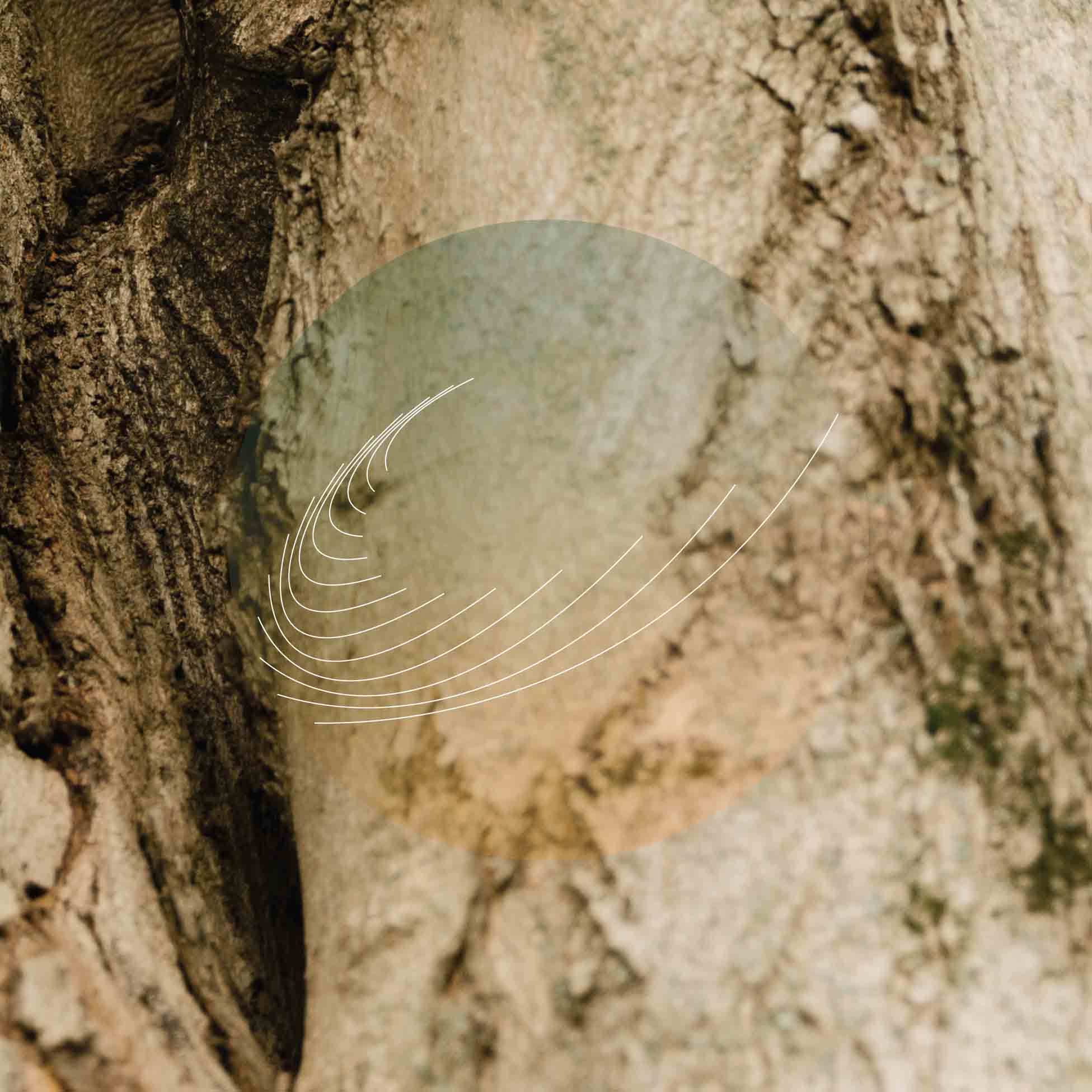 Maple, Ash, And Oaks: Cedars Instrumentals