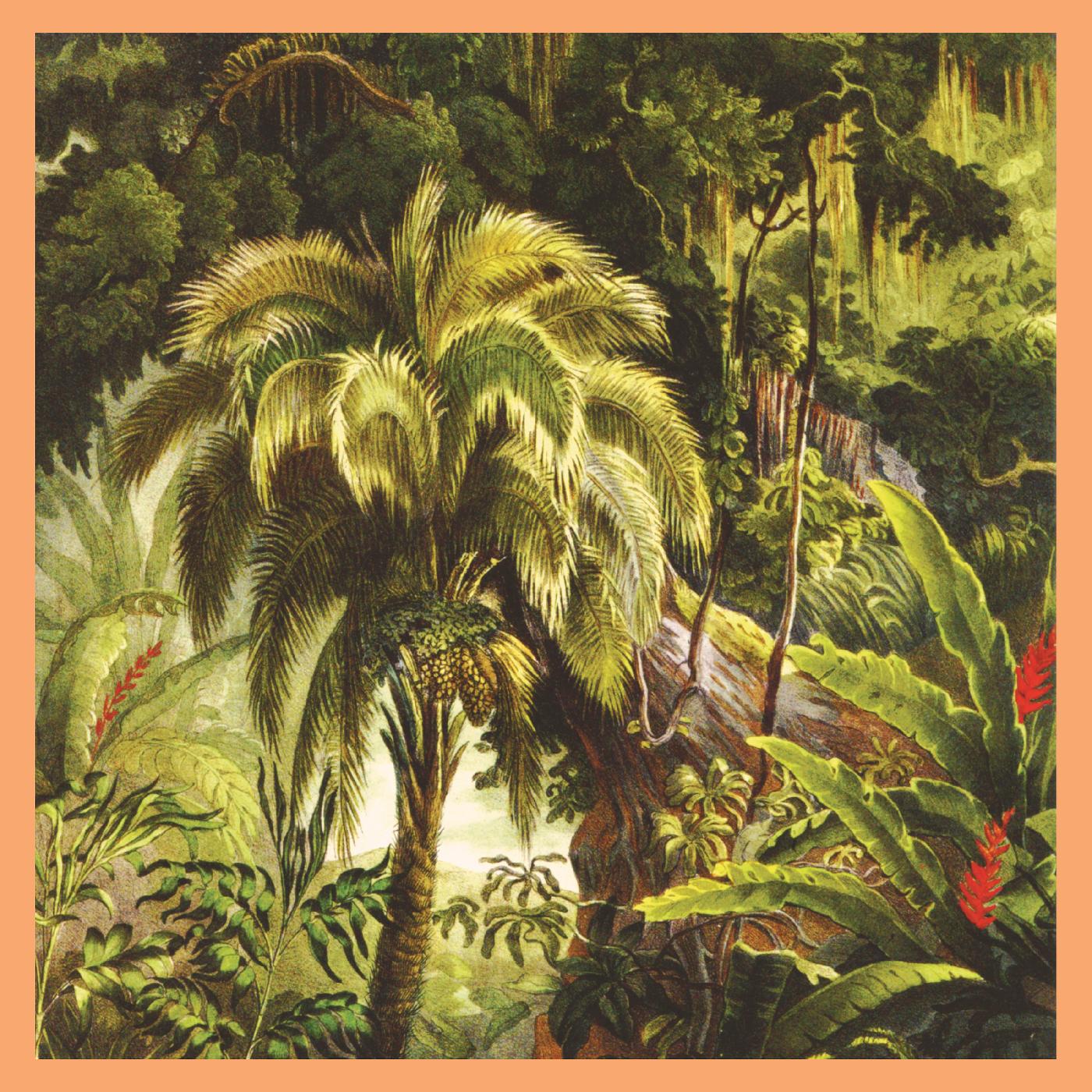 LA FORET/VINYLE COULEUR TOURBILLON COUCHE DE SOLEIL