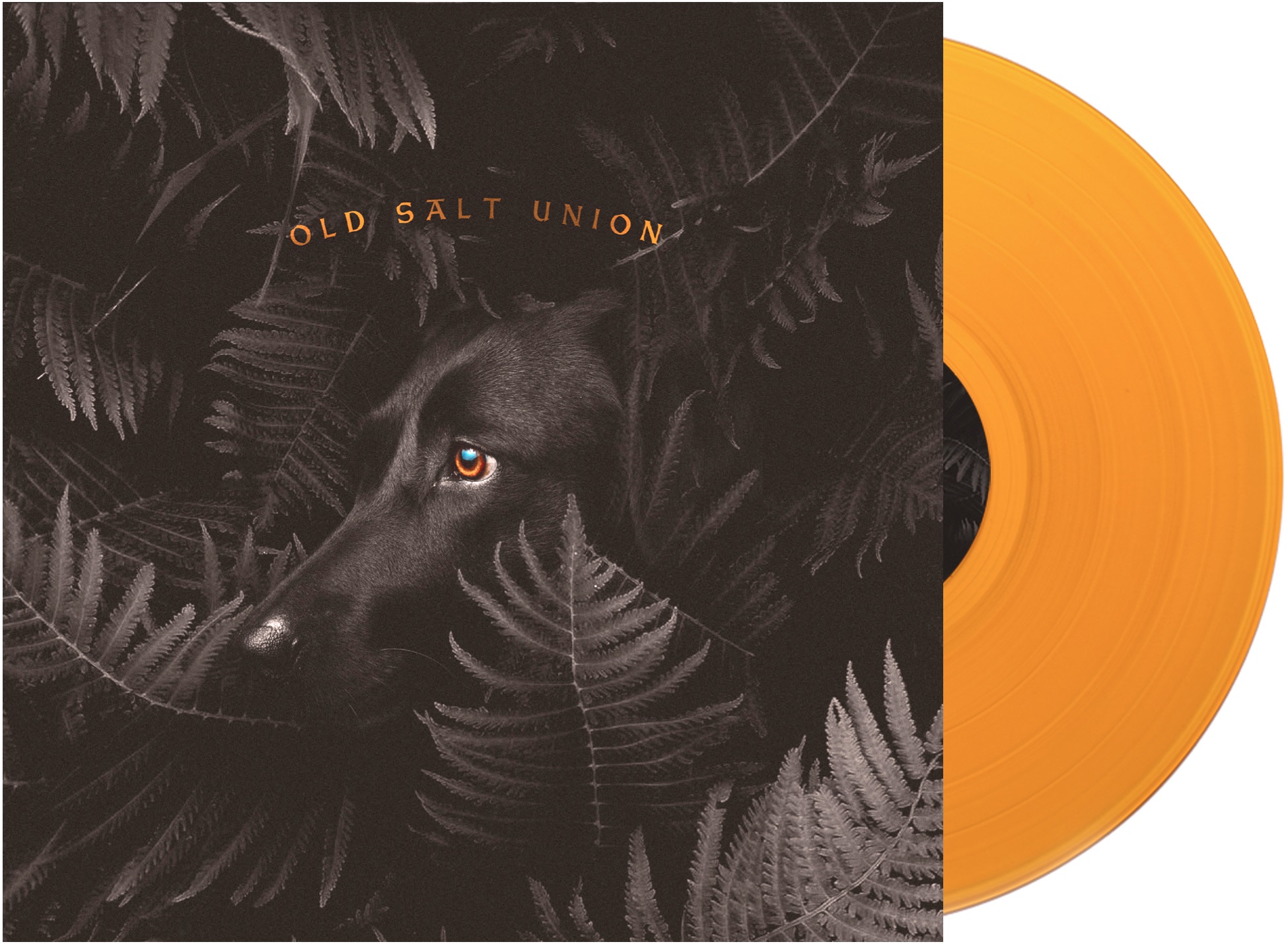 WHERE THE DOGS DON T BITE/VINYLE COULEUR