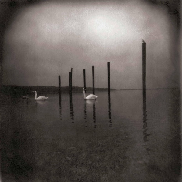 Conference Of The Birds