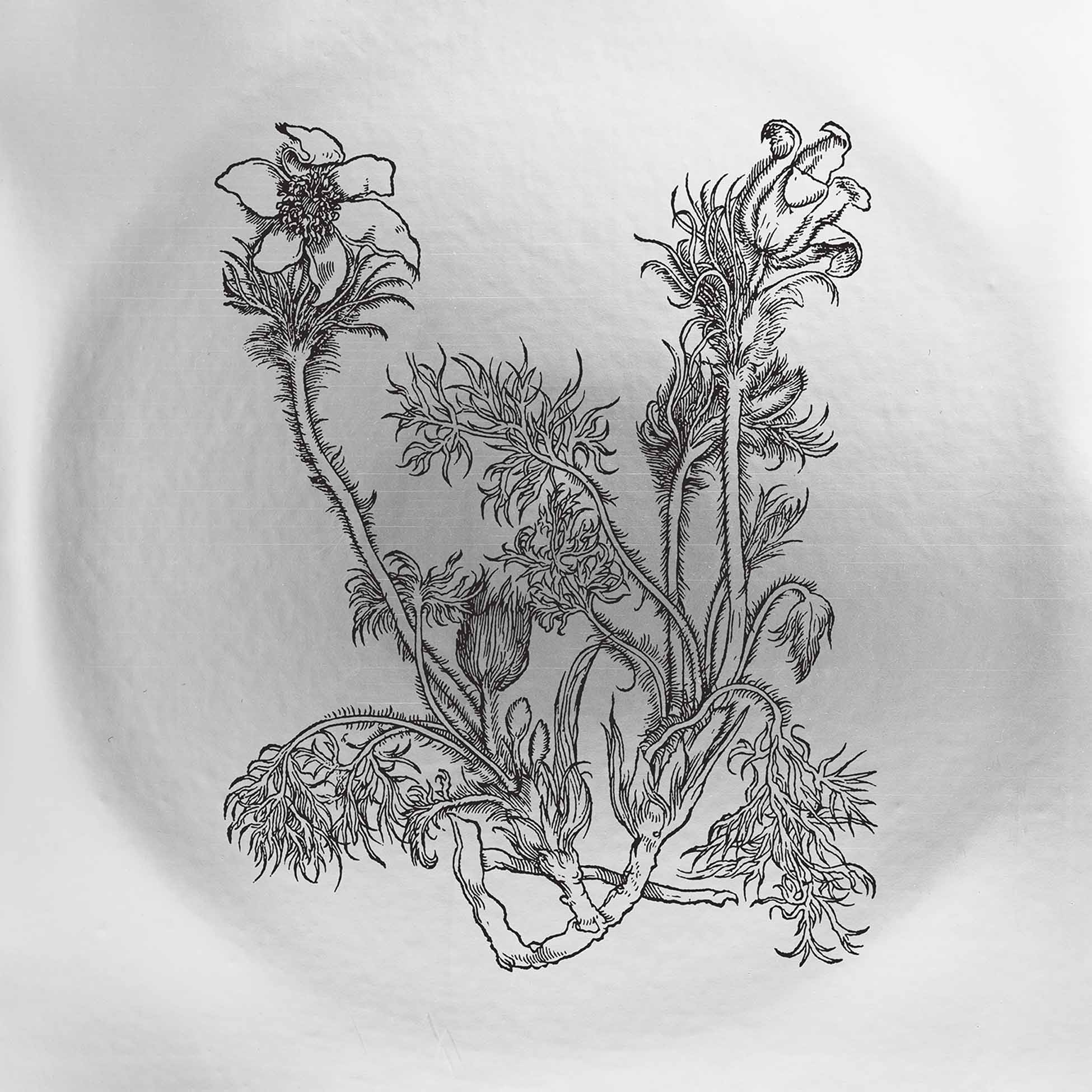 Fresques Sur Les Parois Secrètes Du Crâne - Vinyle Blanc 180 Gr