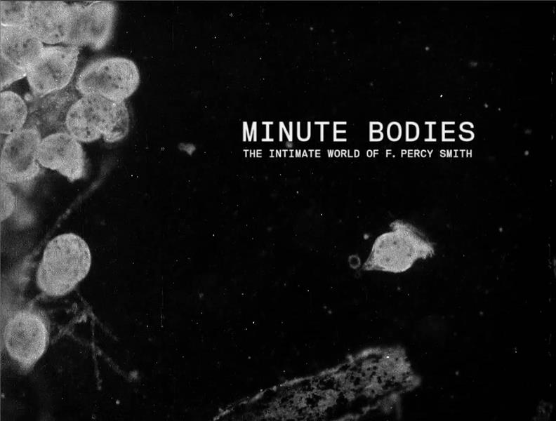 Minute bodies