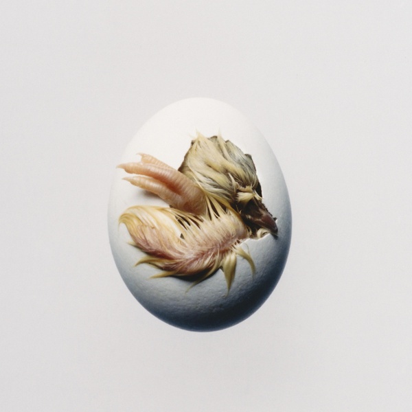 Swallow! - Vinyle