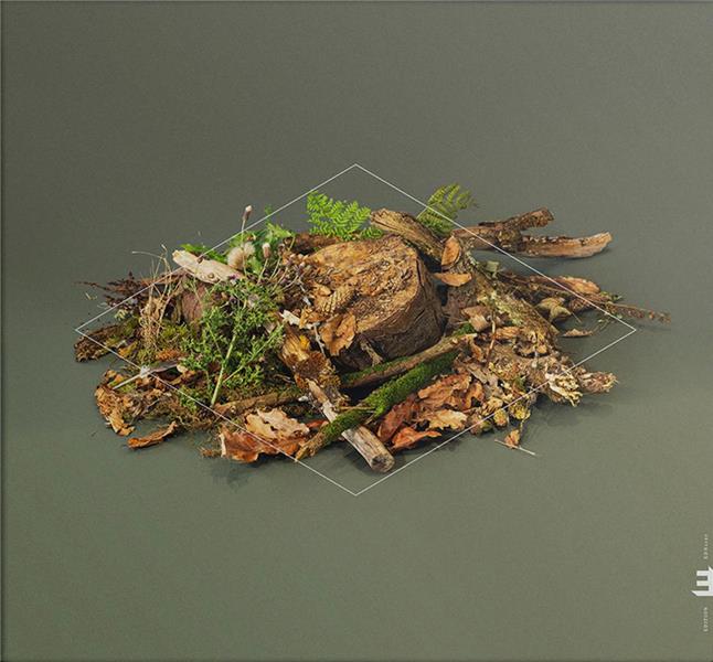 Forest Floor