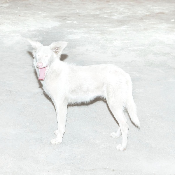 Malandra