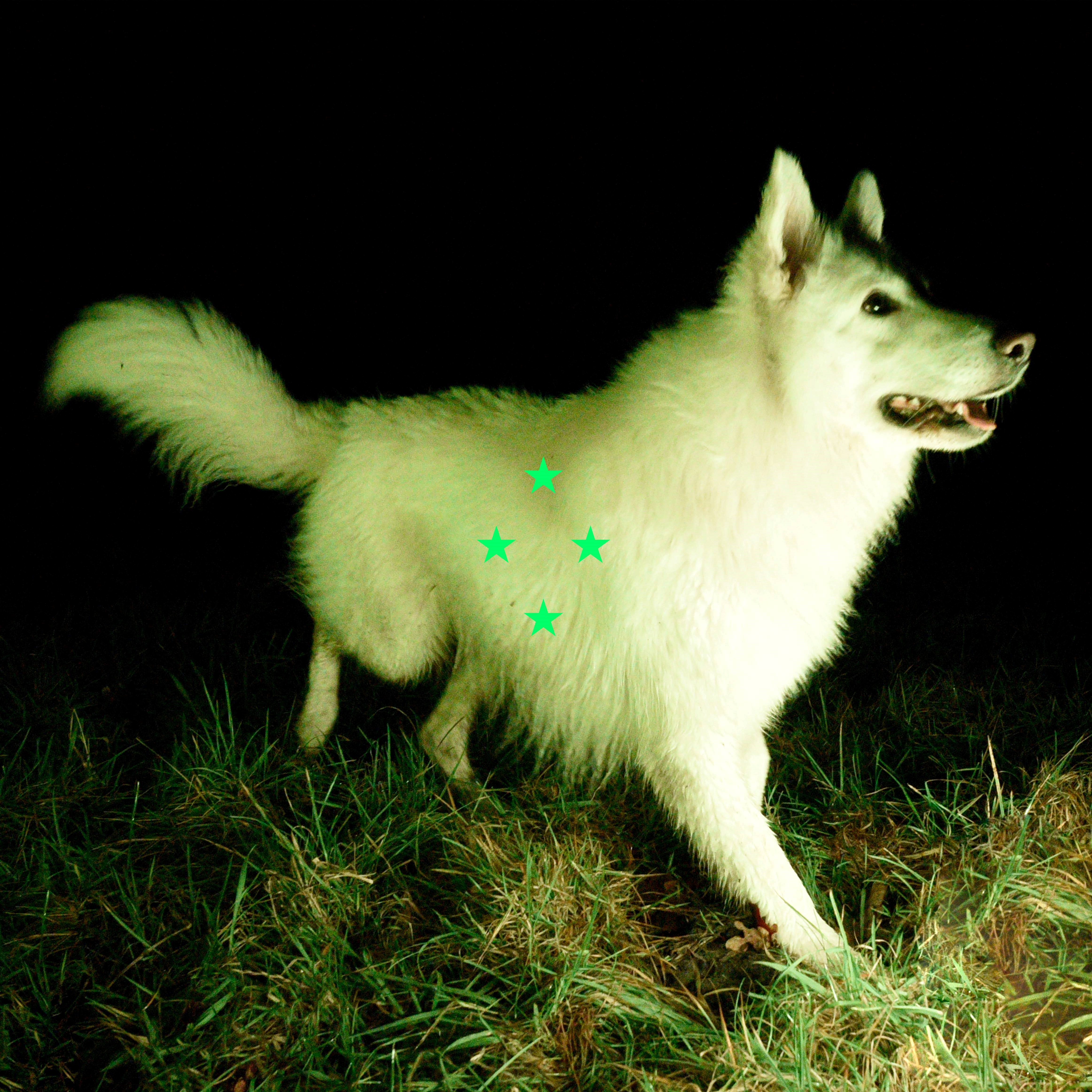 Compare What’s There/fluorescent Green Vinyl/Poster